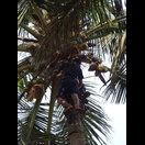 Es werden bei der Gelegenheit auch alte Palmwedel entfernt, die andernfalls beim Herabfallen gefährlich werden können